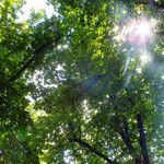 Tilia platyphyllos Habitus