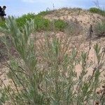 Artemisia santonicum Habitat