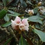 Rhododendron arizelum Flower