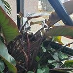 Philodendron erubescens Συνήθη χαρακτηριστικά