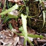 Asplenium rhizophyllum Hábitos