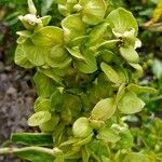 Atriplex hortensis Ffrwyth