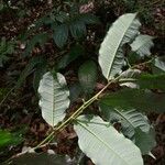 Mabea speciosa Hoja