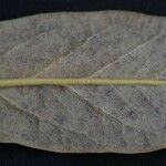 Rhododendron sanguineum Leaf