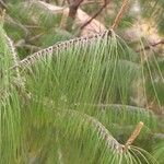 Pinus patula Leaf