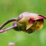 Scrophularia scorodonia Цветок