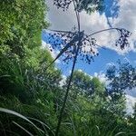 Scirpus sylvaticus Costuma