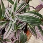 Tradescantia fluminensis叶