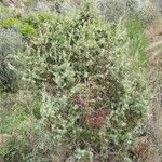 Juniperus oxycedrus Хабит