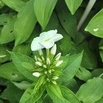 Phlox maculata Fleur