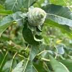 Salix eriocephala Frucht