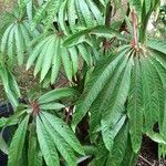 Begonia luxuriansLeaf