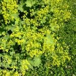 Alchemilla coriacea Other