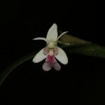 Dendrobium arfakense