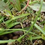 Cyperus fuscus Habitus