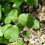 Caperonia palustris पत्ता