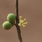 Pleiocarpa pycnantha Flower