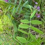 Vicia americana List