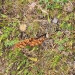 Orobanche alba Fula