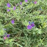 Echium sabulicolaKvět