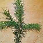 Picea smithiana Leaf