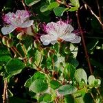 Capparis spinosa Květ