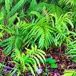 Stenochlaena tenuifolia Hostoa