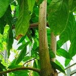 Cola acuminata Кора