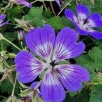 Geranium platypetalum ফুল