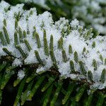 Abies fraseri Blad