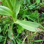 Dactylorhiza sambucina Лист