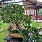 Ficus padana Pokrój