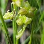 Scheuchzeria palustris Virág