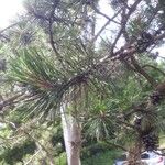 Pinus echinata पत्ता