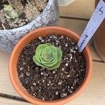 Aeonium aureum List