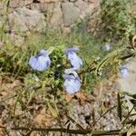 Salvia azurea Žiedas