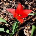 Tulipa agenensis অন্যান্য