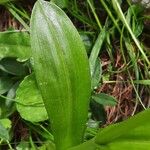 Pseudorchis albida Blatt