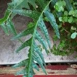 Polypodium cambricum Лист