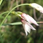 Allium narcissiflorum Fruto