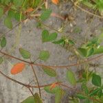 Croton hirtus Blad