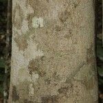 Licania latifolia Corteccia