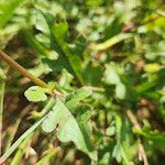 Oxygonum sinuatum Leaf