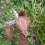 Serapias neglecta Virág