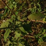 Amaranthus spinosus 葉