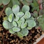 Pachyphytum bracteosum পাতা