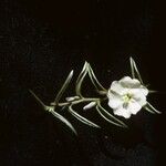Evolvulus sericeus Çiçek