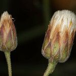 Bebbia juncea Fruit