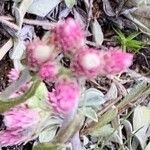 Antennaria rosea 花