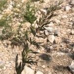 Trisetaria panicea Цветок